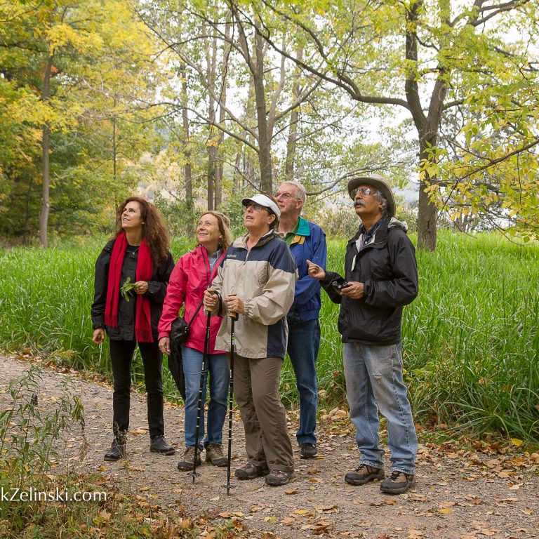 group of five hikers on a gravel trail gazing up into the trees